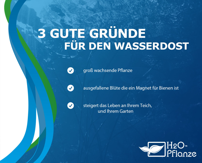 Eupatorium cannabinum - Wasserdost